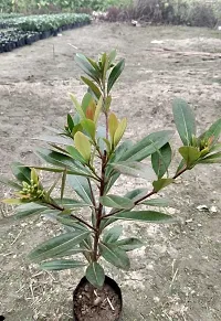 Yellow Paradise Flowers Plant-thumb2