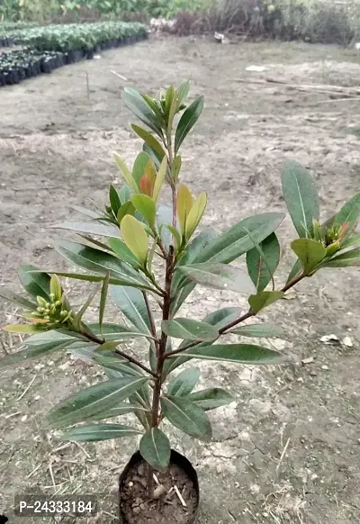 Yellow Paradise Flowers Plant-thumb3