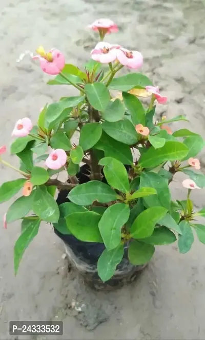 Euphorbia Milii Pink AGZQ09-thumb0