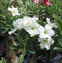 Adenium(Model name-White Adenium) plant-thumb2