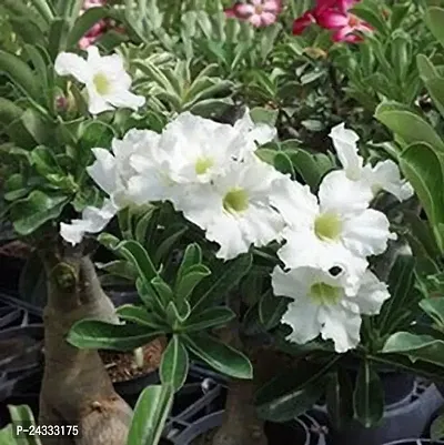 Adenium(Model name-White Adenium) plant-thumb3