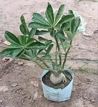 Adenium(Model name-White Adenium) plant-thumb4