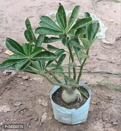 Adenium(Model name-White Adenium) plant-thumb5