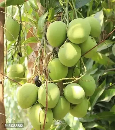 Live Grafted Mango Plant-thumb0