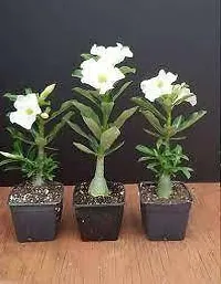 Adenium(Model name-White Adenium) plant-thumb3