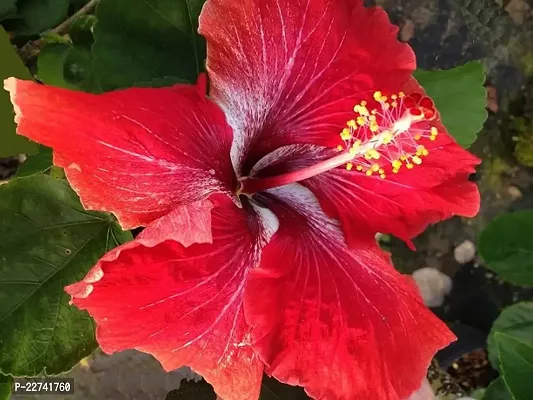 Hybrid Hibiscus Plant