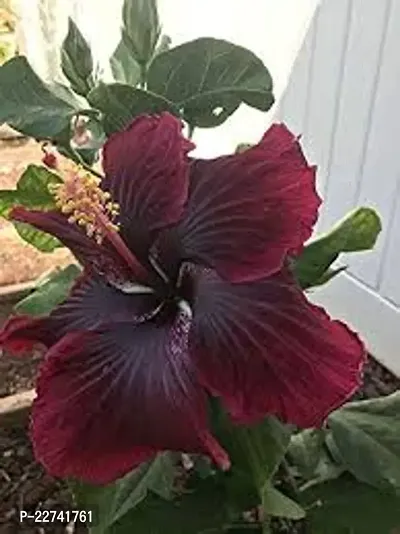Hybrid Hibiscus Plant