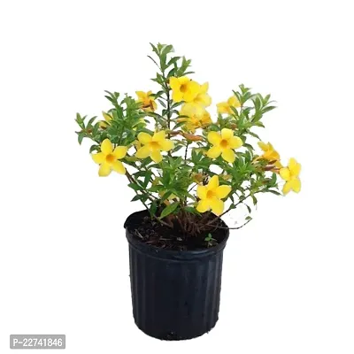 Allamanda Plant