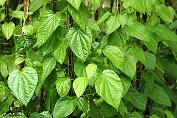 Betel Leaf Plant-thumb0