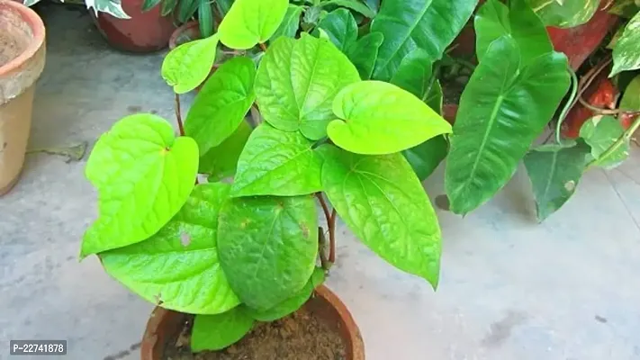 Betel Leaf Plant