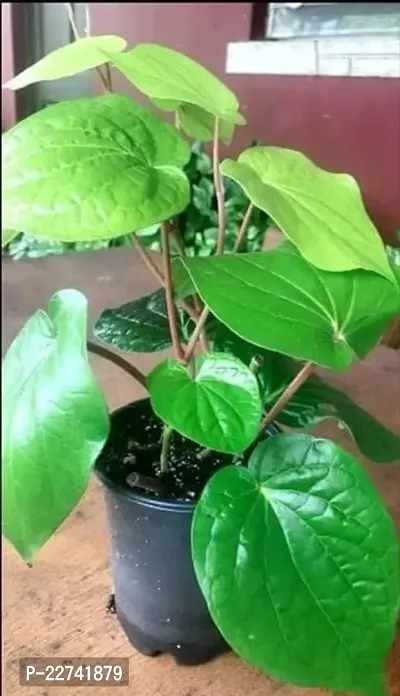 Betel Leaf Plant-thumb0