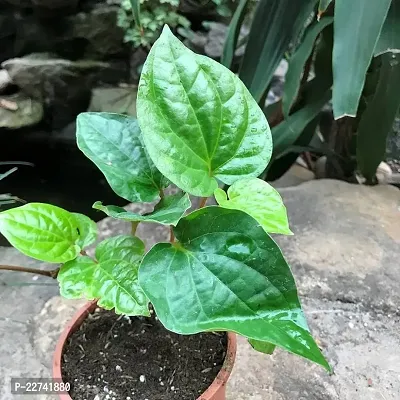 Betel Leaf Plant