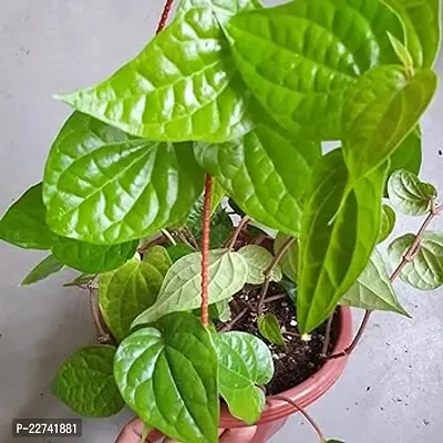 Betel Leaf Plant