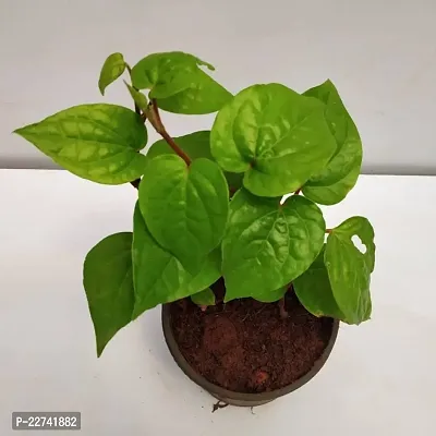 Betel Leaf Plant