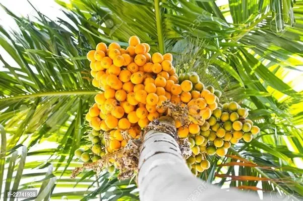 Betel Leaf Plant