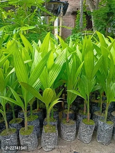 Betel Leaf Plant