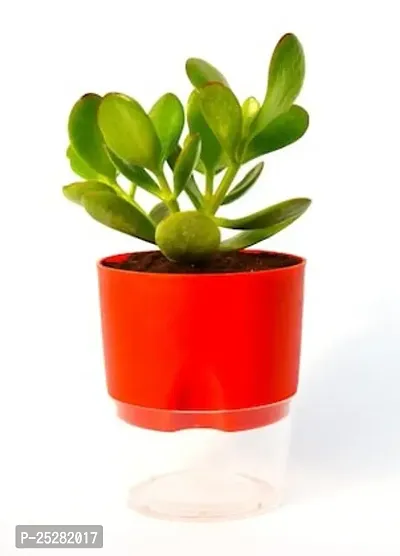 Crassula Ovata Live Kuber Plant