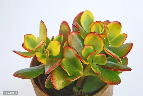 Crassula Ovata Plant