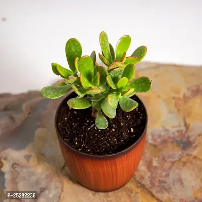 Crassula Ovata plant