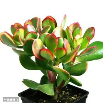 Crassula Ovata Plant-thumb0