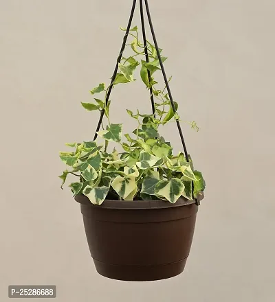 English Ivy plant Creeper