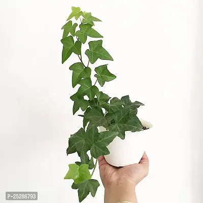 English Ivy Plant live Creeper