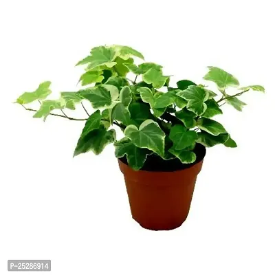 English Ivy Plant