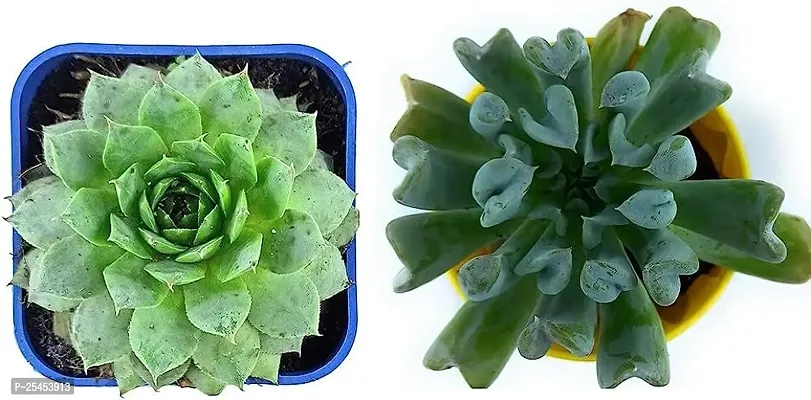 Live Succulent Plants (pack of 2)
