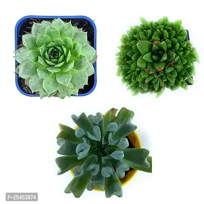 Live Succulent Plant (Pack of 3)