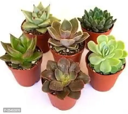 Live Succulent plants(Pack of 5)-thumb0
