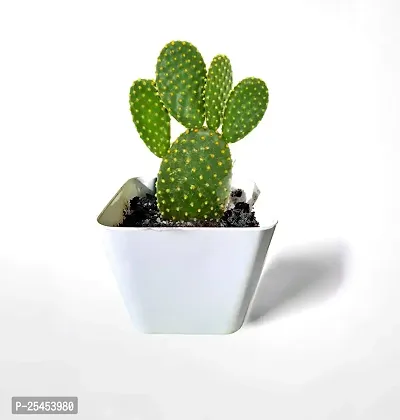 Live Bunny ear Cactus Plant