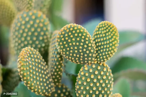 Bunny ear Cactus Live Plant