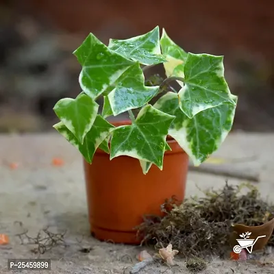 English Ivy Creeper Live Plant