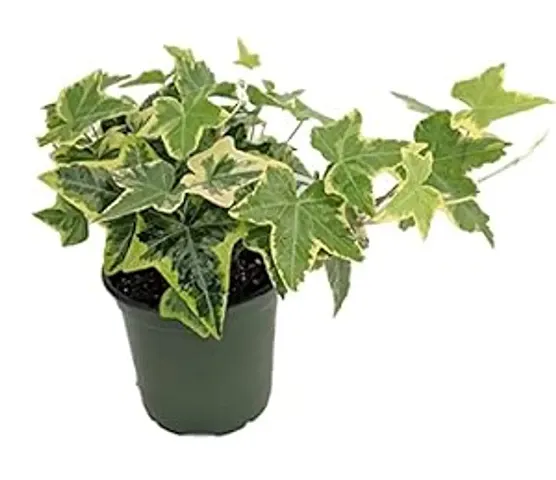 Hot Selling Plant & Planters 