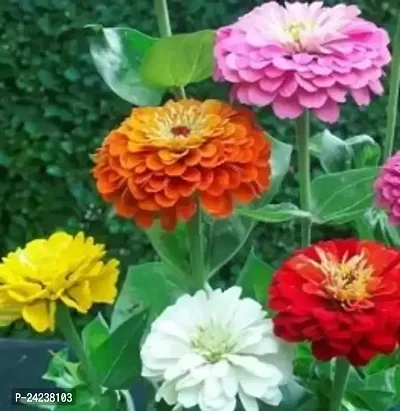 Crapulous Present Dahlia Flowers Seeds For home GArdening | Dahlia Flowers Seeds For Winter Gardening (25 Seeds in PAck Of 1) with Free Cocopeat