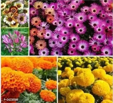 Combo Of 5 Exotic Flowers Seeds For House GArdening | 5 Mix Flowers Seeds For Winter GArdening