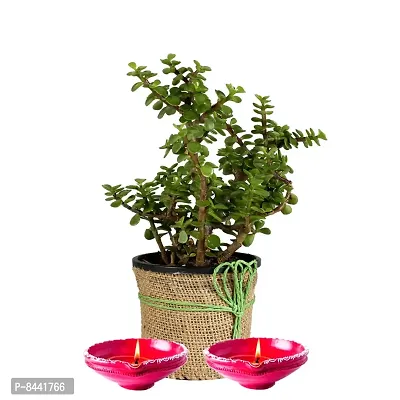 Trendy Jade Plant Jute Wrapping With Diya For Diwali