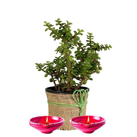 Free Diya with Plant