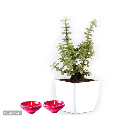 Trendy Jade Plant With Diya For Diwali-thumb0