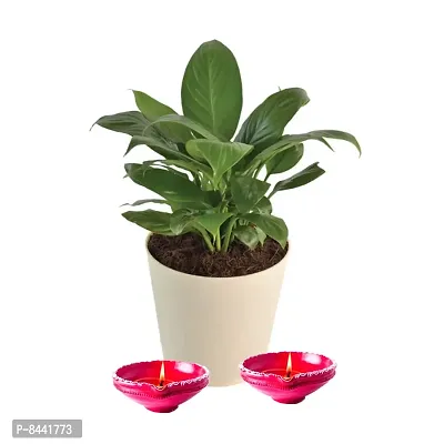 Trendy Peace Lily Plant With Diya For Diwali-thumb0