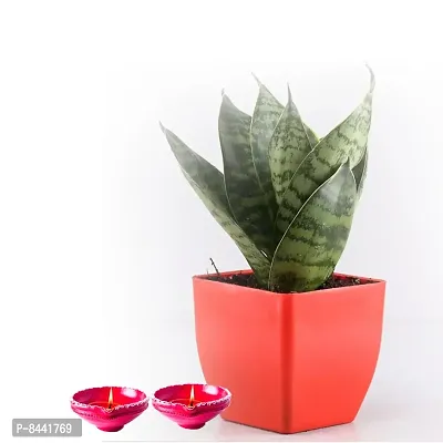 Trendy Sansberia Plant With Diya For Diwali-thumb0