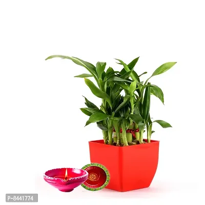 Trendy Lucky Bamboo With Color Pot And Diya-thumb0