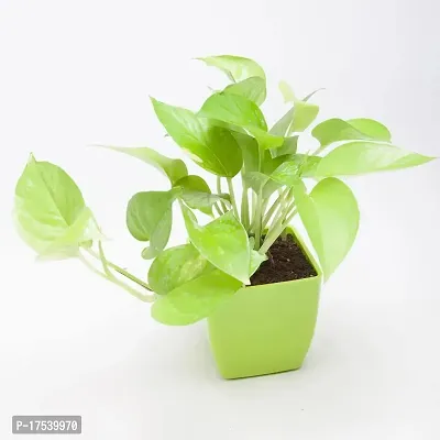 EG2i Golden Money Plant In Green Plastic Pot