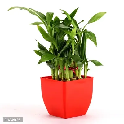EG2i Two Layer Lucky Bamboo In Red Melamine Pot-thumb0