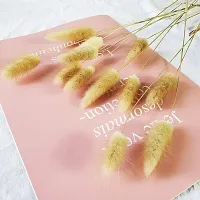 ROYAL SAPPHIRE Natural Dried Lagurus ovatus 6 Pcs, Dried Bunny Tails Pampas for Flower Arrangements Wedding Home Decor-thumb1