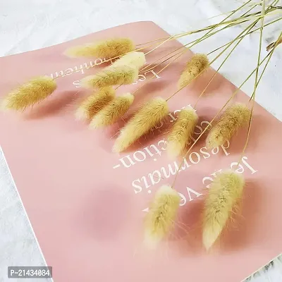 ROYAL SAPPHIRE Natural Dried Lagurus ovatus 6 Pcs, Dried Bunny Tails Pampas for Flower Arrangements Wedding Home Decor-thumb2