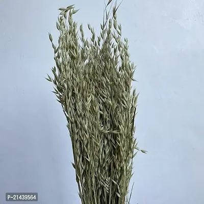 ROYAL SAPPHIRE Dried Oats, Natural Pale Green to Light Brown (Avena) 65cm 5 Stems