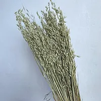 ROYAL SAPPHIRE Dried Oats, Natural Pale Green to Light Brown (Avena) 65cm 5 Stems-thumb1