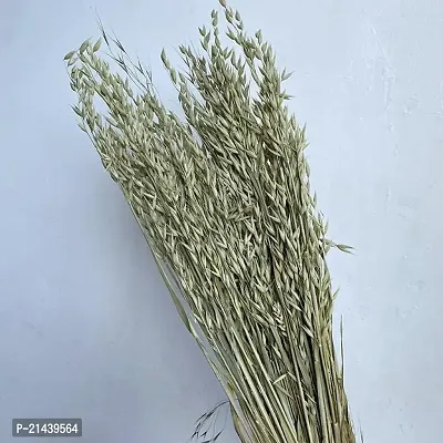 ROYAL SAPPHIRE Dried Oats, Natural Pale Green to Light Brown (Avena) 65cm 5 Stems-thumb2