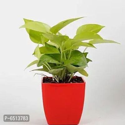 GOLDEN MONEY PLANT WITH RED PLASTIC POT